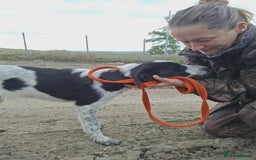 Mixed Breed dogs for adoption: Pumpkin - North Walsham Norfolk  - Image 7