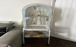 Budgerigars birds for sale: 2 beautiful budgies  - Image 7