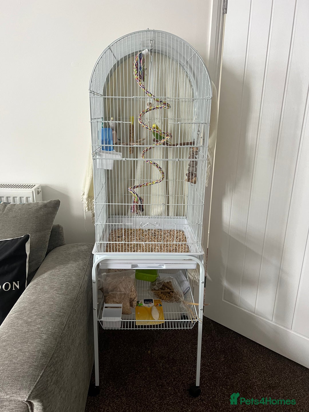 Budgerigars birds for sale: 2 beautiful budgies  - Image 7