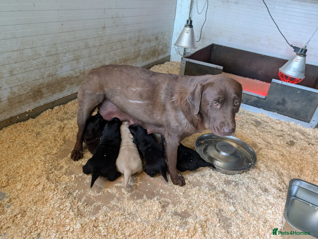 Labrador Retriever dogs for sale: Beautiful show bred chunky puppies  - Advert 1