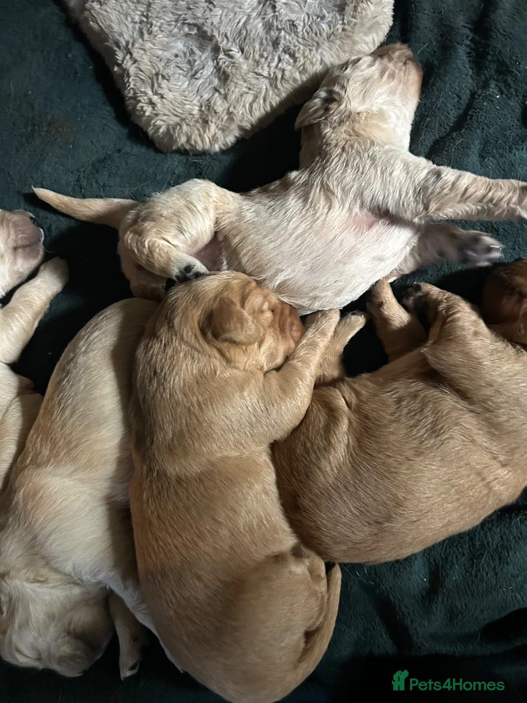 Golden Retriever dogs for sale: Golden Retriever puppies for sale in Northwich - Advert 2