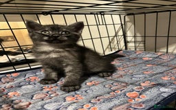 British Shorthair cats for sale: British Short Hair X Kittens - Image 6