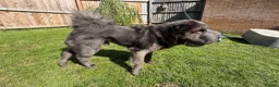 Shar Pei dogs for sale: Rare Blue Bearcoat Shar Pei Male 1 year old - Advert 15