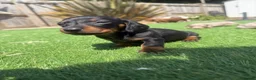 Dachshund dogs for sale: Standard Dachshund Puppies - Advert 24
