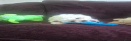 Maltipoo dogs for sale: Beautiful Toy Maltipoo Puppy DNA tested clear - Advert 11