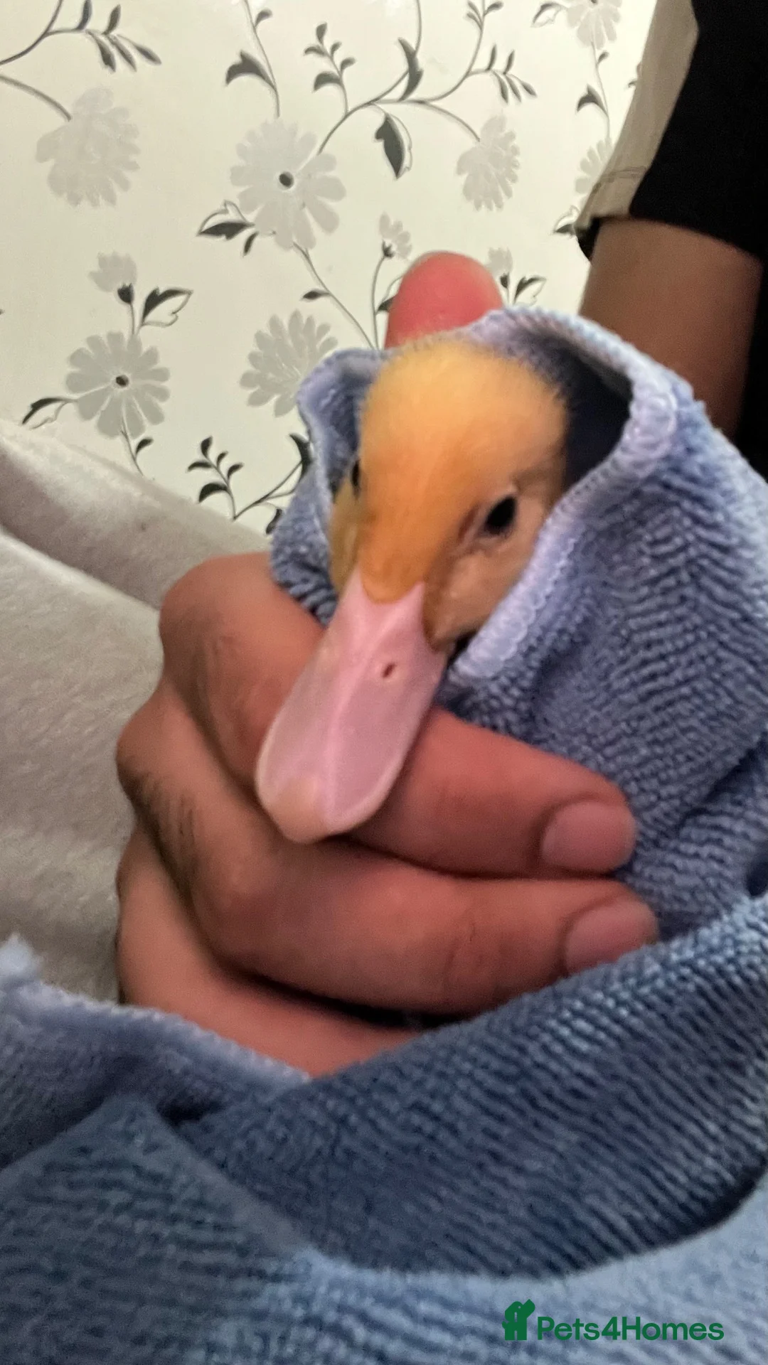 Ducks poultry for sale: Pure Aylesbury Duckling. Just 1  in London - Advert 3