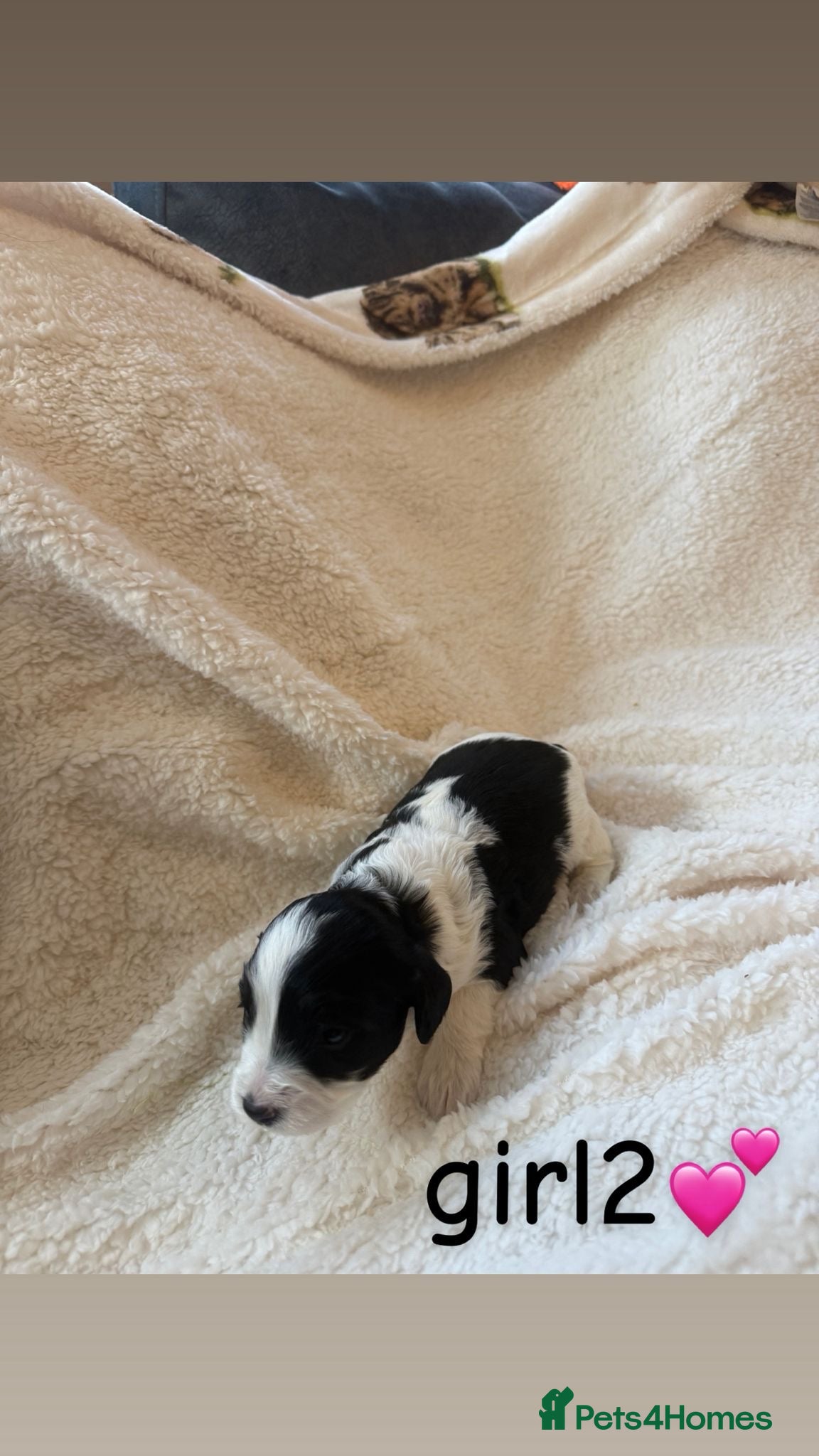 Cockapoo dogs Gorgeous cockapoo puppies - Advert 15