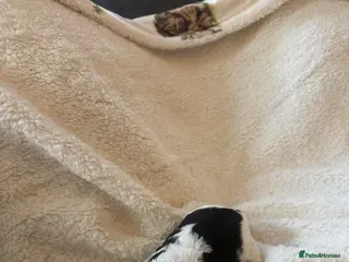 Cockapoo dogs Gorgeous cockapoo puppies - Advert 15