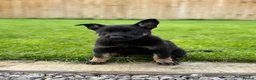Belgian Shepherd Dog dogs for sale: EXCEPTIONAL WORKING LINE SHEPHERDS! - Advert 8