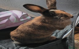 Harlequin rabbits for sale: Harlequin female rabbit - Image 1