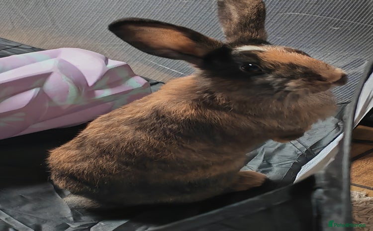 Harlequin rabbits - Advert 1