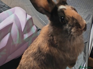 Harlequin rabbits - Advert 6