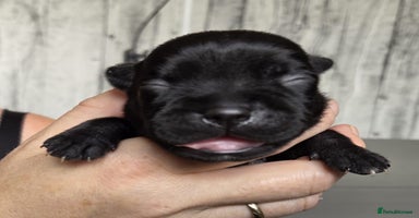 Staffordshire Bull Terrier dogs - Advert 7