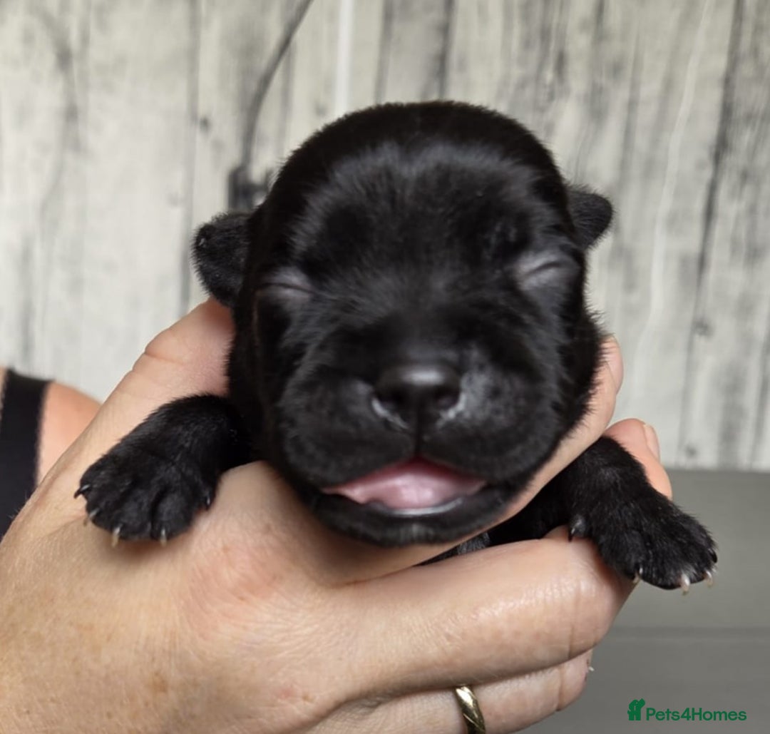 Staffordshire Bull Terrier dogs for sale: KC Registered Champions Bloodline Show Quality  - Image 3