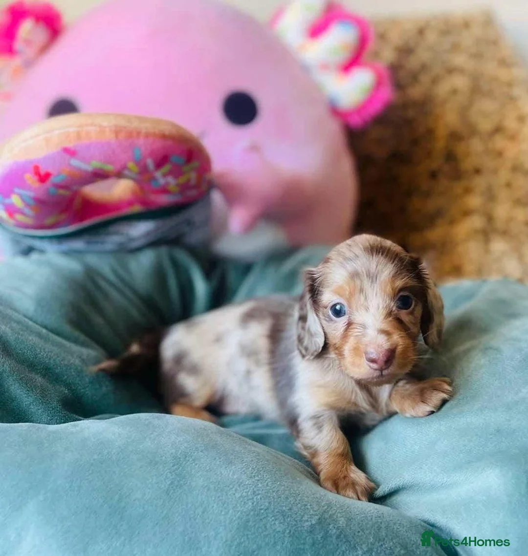 Miniature Dachshund dogs for sale: Gorgeous long‑haired Miniature Dachshund Puppies! - Advert 2