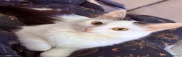 Mixed Breed cats for sale: 3 year old cat needs a new home - Advert 2