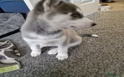 Siberian Husky dogs for sale: 4 lovely husky puppies for sale  - Image 20