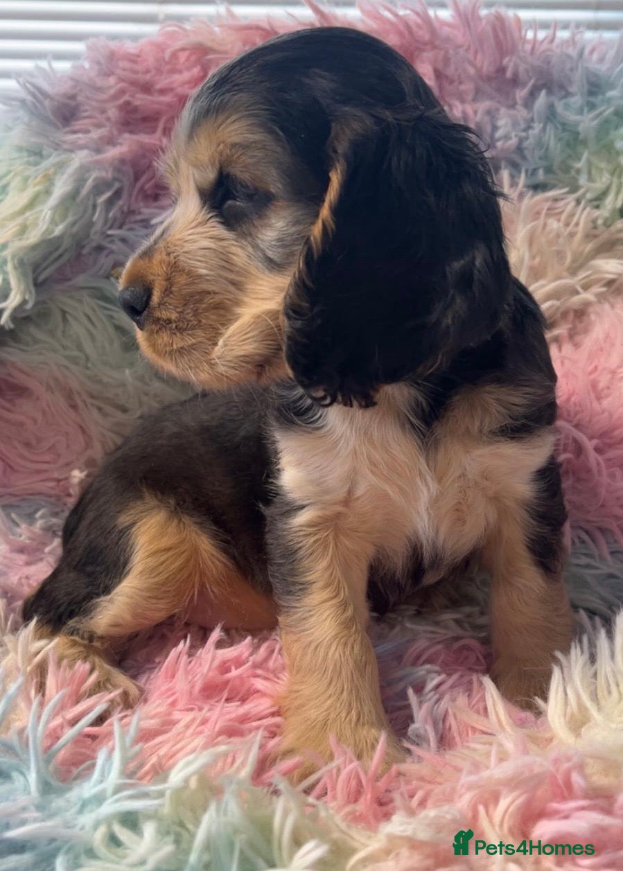 Cocker Spaniel dogs Champion Bloodlines KC Reg Show Cocker Spaniels - Advert 4