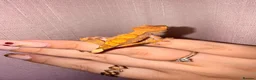 Gecko reptiles for sale: Crested Gecko Babies - Advert 24