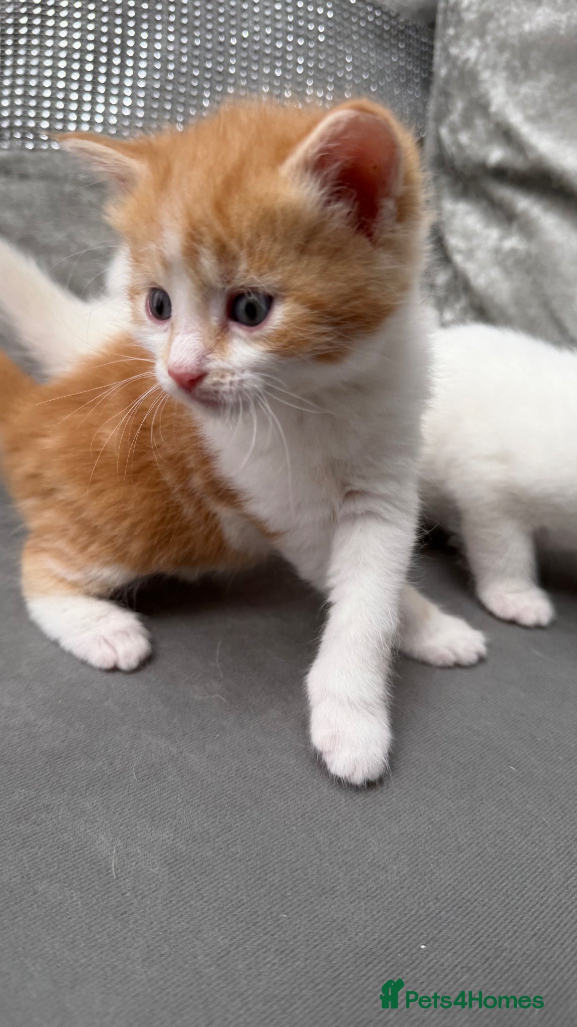 Mixed Breed cats for sale: Stunning and very playfull kittens - Advert 15