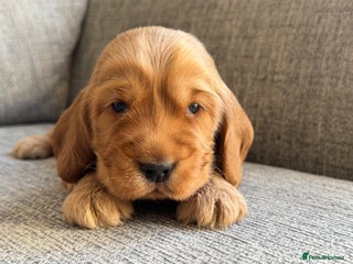 Cocker Spaniel dogs - Advert 5