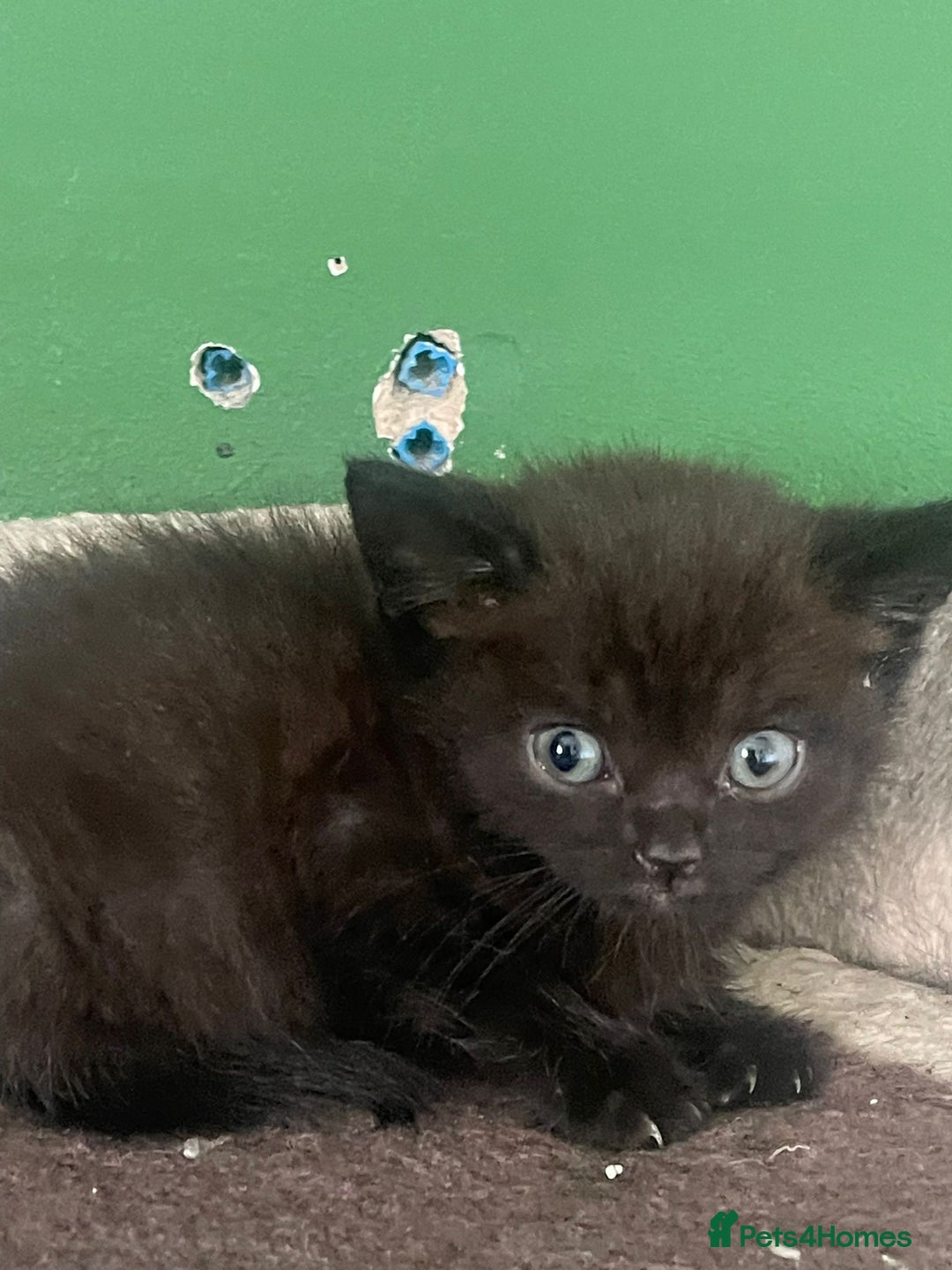 British Shorthair cats for sale: 3 male and 3 female kittens and mother  - Image 4