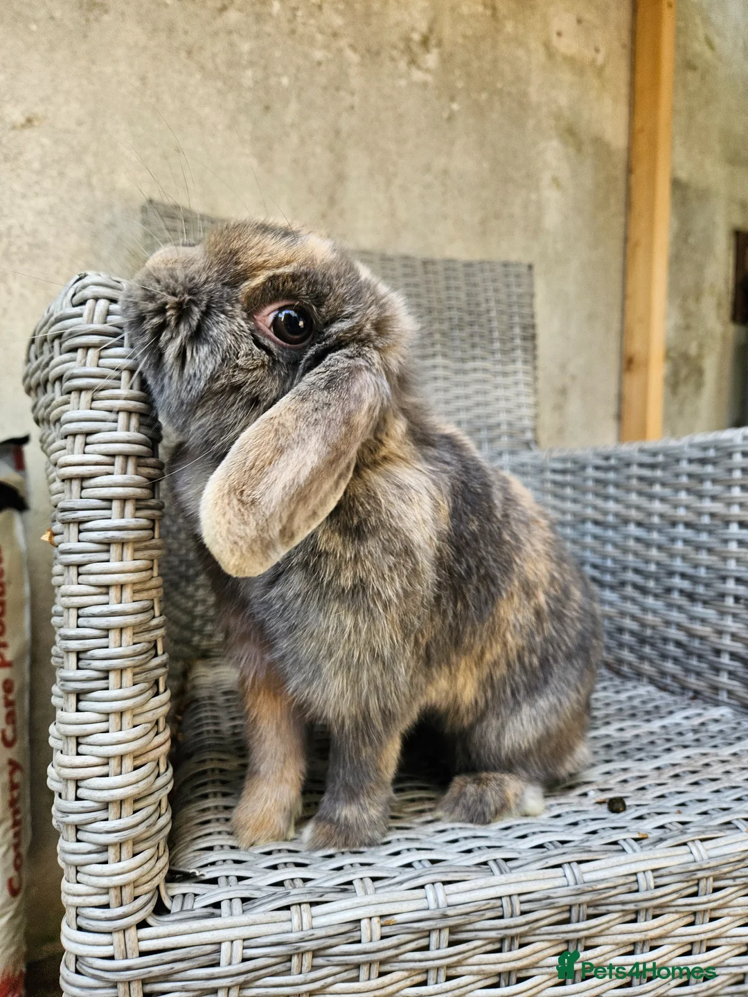 Mini Lop rabbits for sale: Mini lops for sale - Advert 2