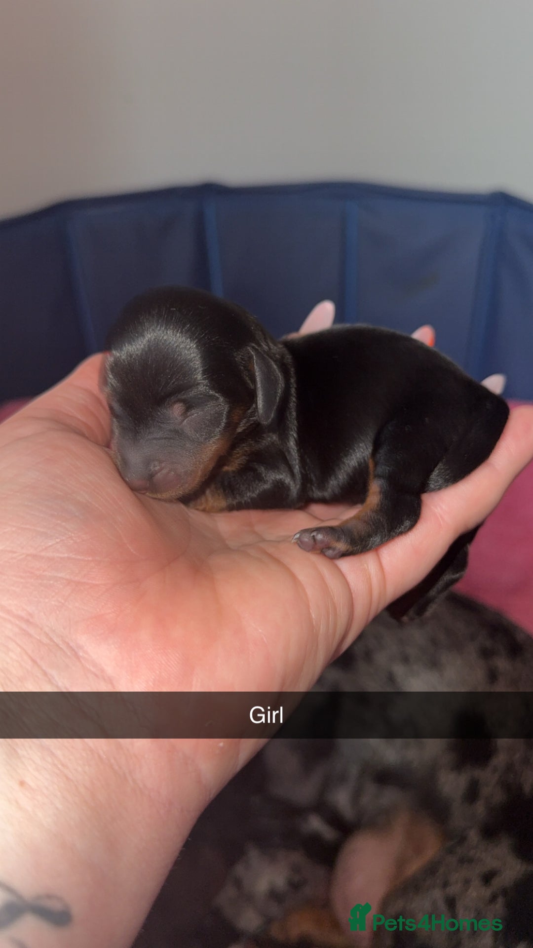 Miniature Dachshund dogs for sale: ✨ Miniature Dachshund puppies for sale!! ✨  - Image 2