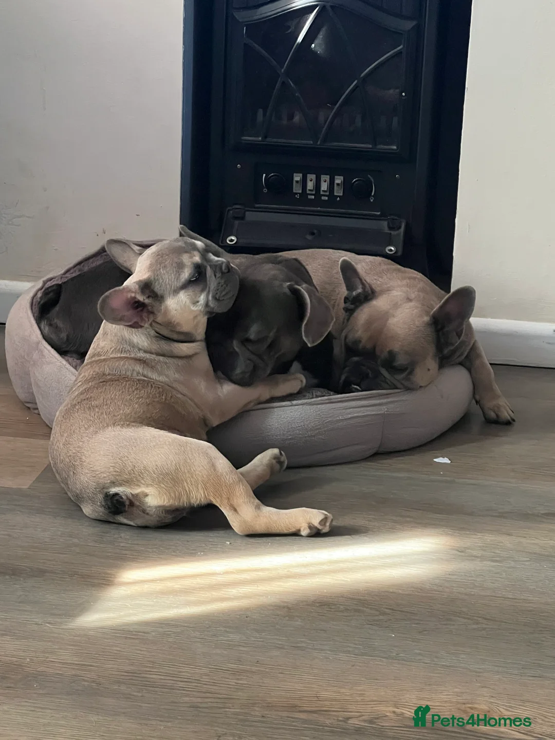 French Bulldog dogs for sale: Rehome- French bulldogs mum and daughter  - Advert 13