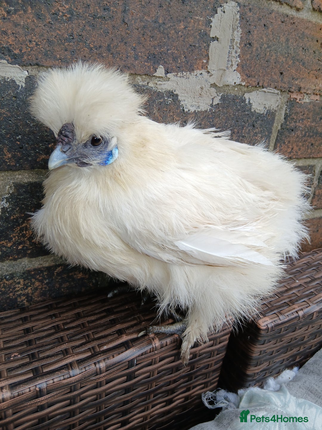 Chickens poultry for sale: 2 beautiful bantams silkies ladies  - Image 3