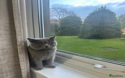 British Shorthair cats for sale: British short hair  - Image 6