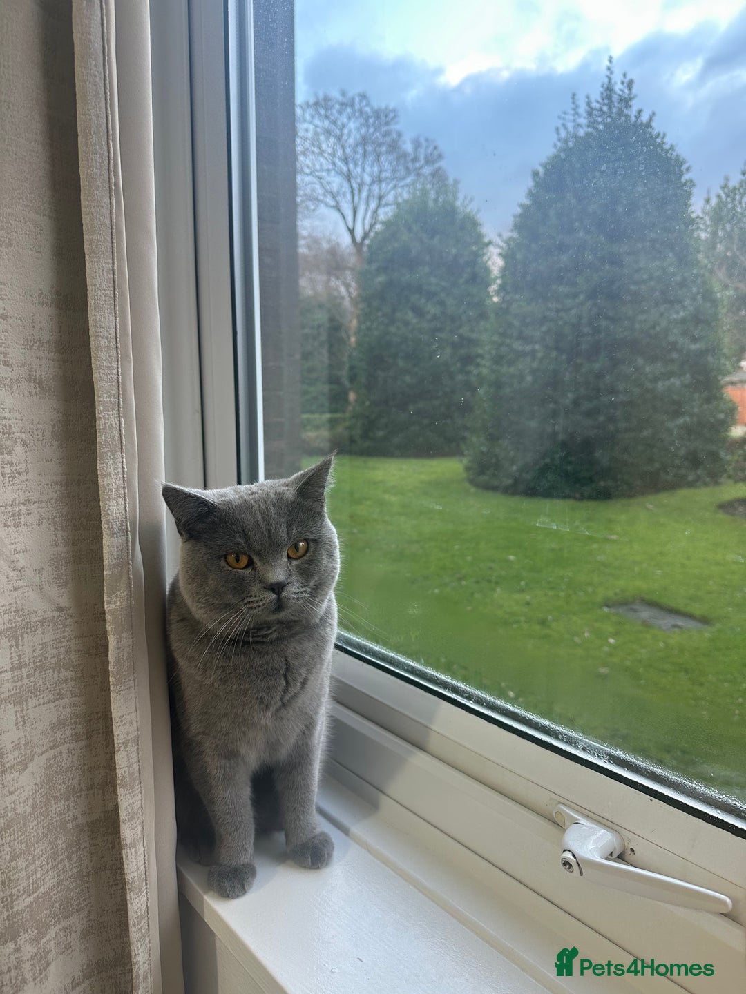British Shorthair cats for sale: British short hair  - Image 6