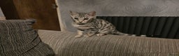 Bengal cats for sale: Championship Bengal Kittens  - Advert 4