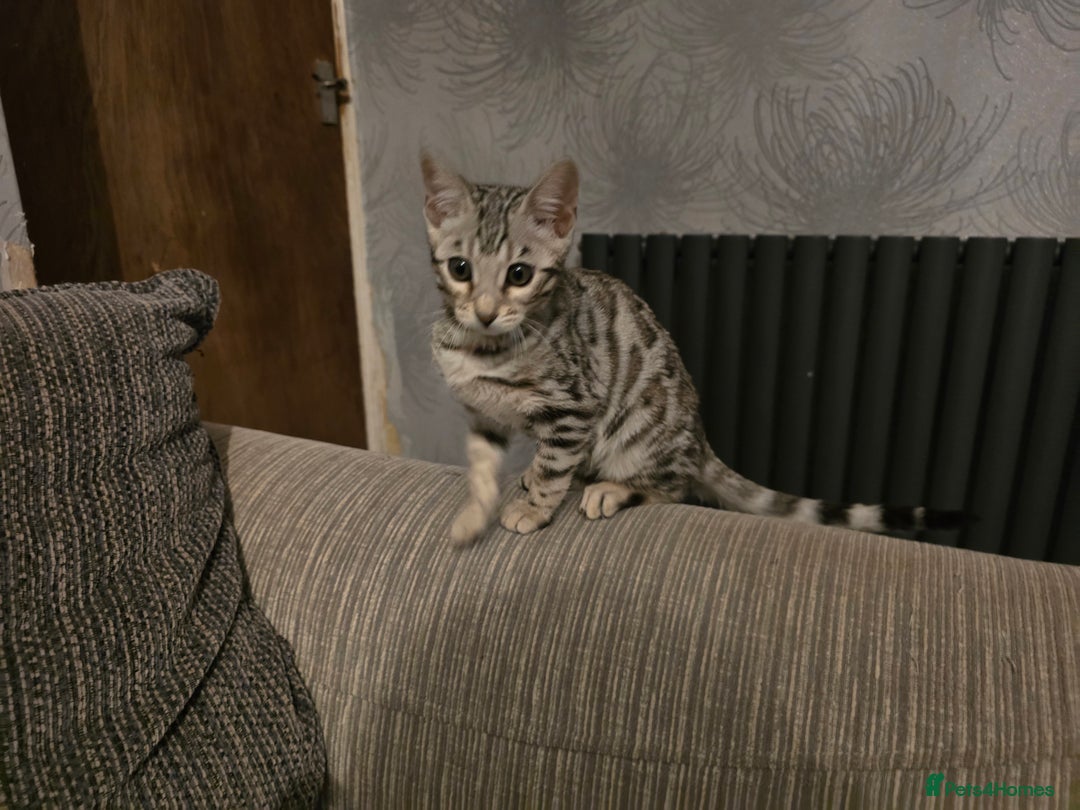 Bengal cats for sale: Championship Bengal Kittens  - Advert 4