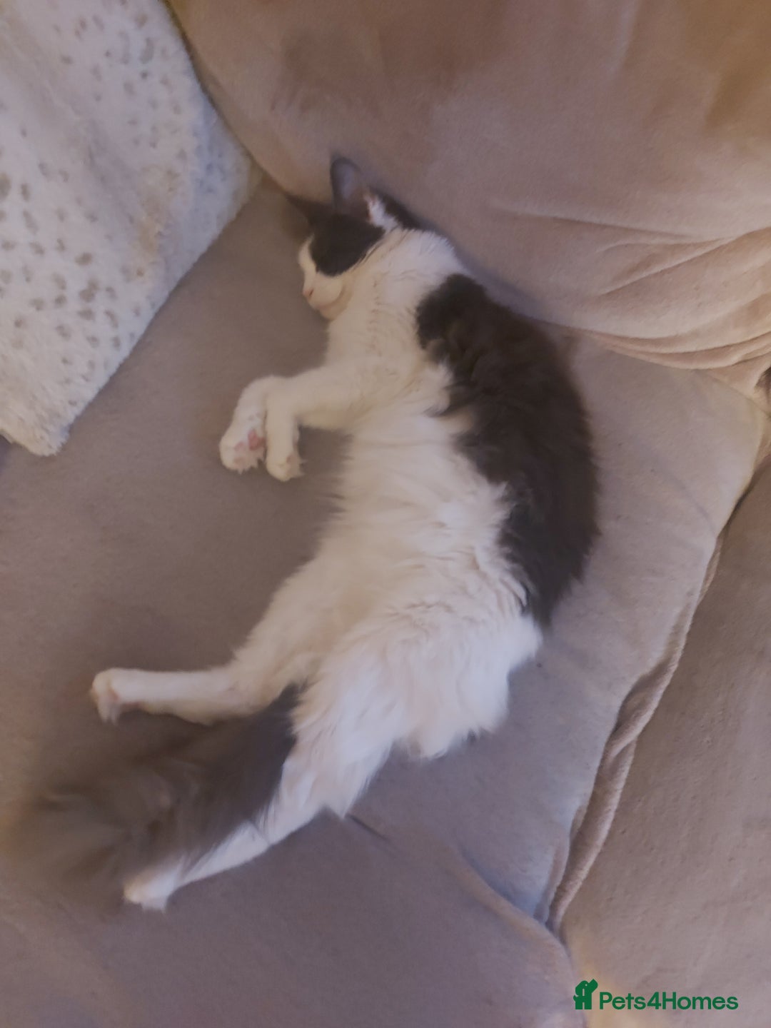 Maine Coon cats for sale: Gorgeous maine coon kittens  - Image 24