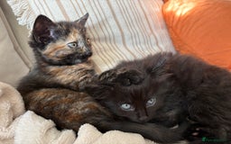 Mixed Breed cats for sale: Beautiful kittens for sale one boy one girl  - Image 4