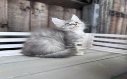 Maine Coon cats for sale: 🌟🌟Beautiful Maine Coon kittens 🌟🌟 - Image 20