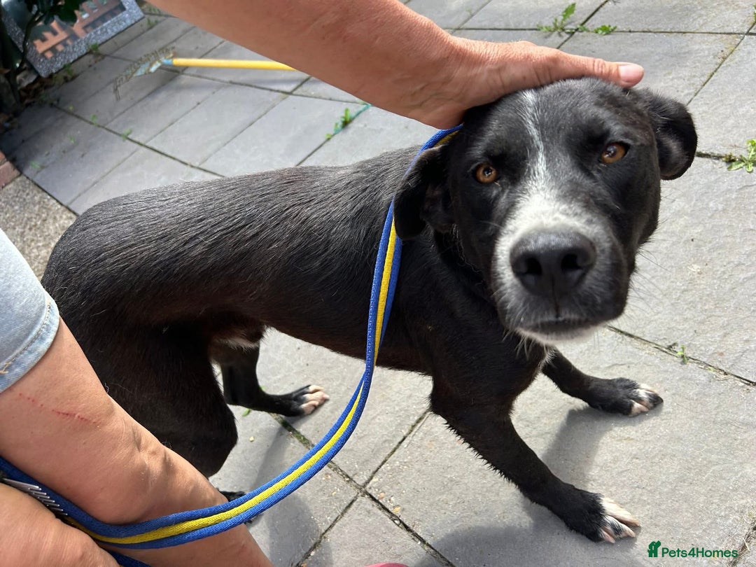 Mixed Breed dogs for adoption: Vito - Norwich Norfolk  - Image 2