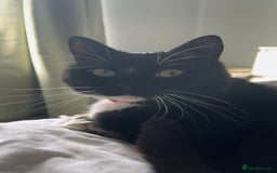 Ragdoll cats for sale: Beautiful ragdoll tuxedo cat - Image 1