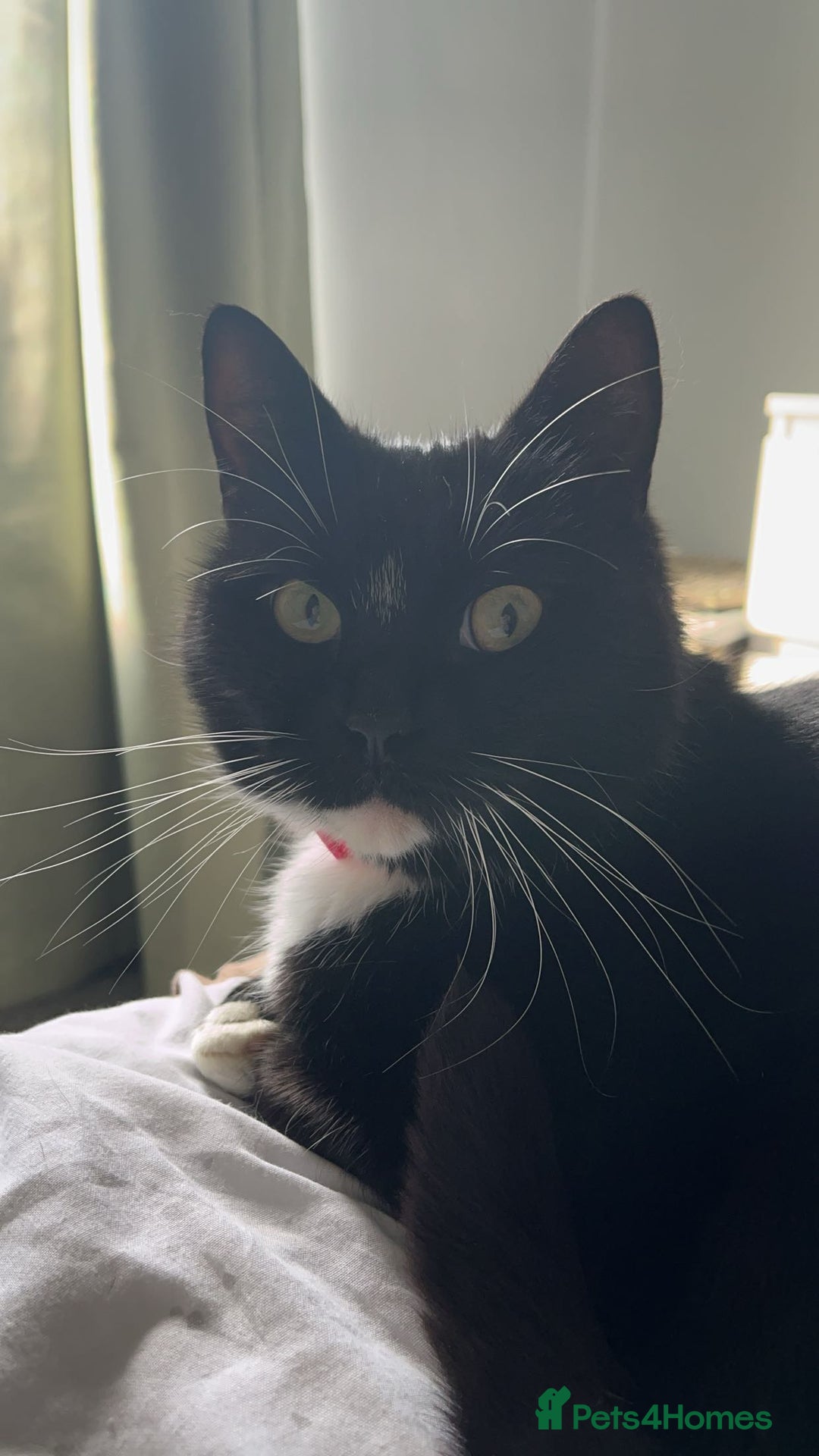 Ragdoll cats for sale: Beautiful ragdoll tuxedo cat - Image 1
