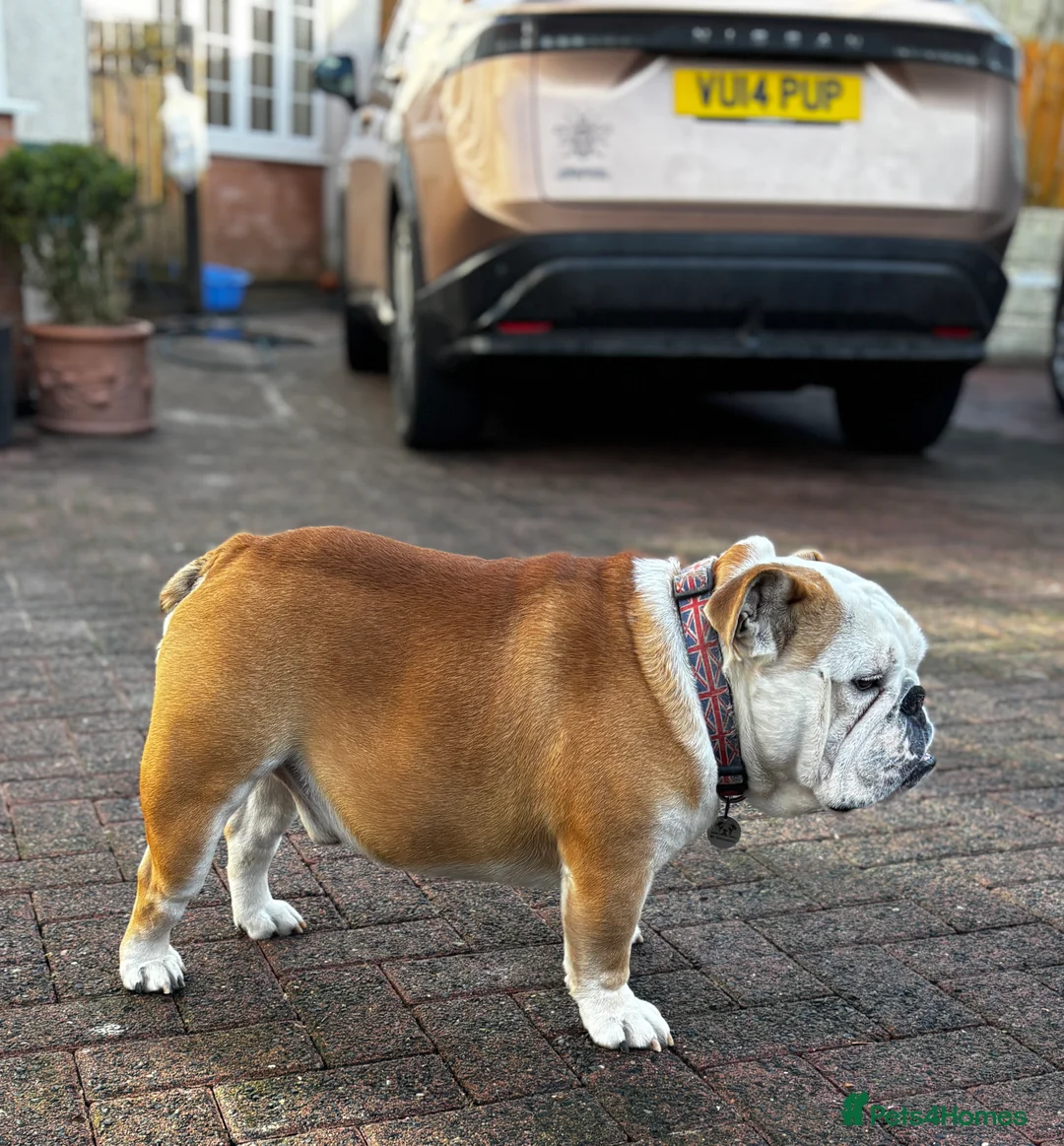 English Bulldog dogs for stud: Mr Belvedere English Bulldog available for stud in Carlisle - Advert 6