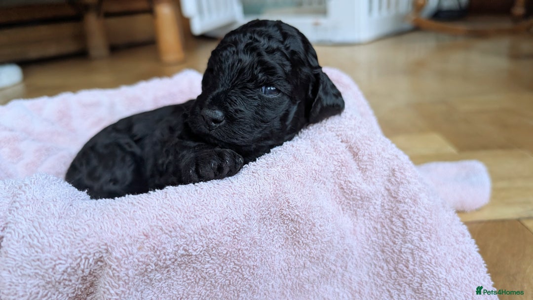 Cockapoo dogs for sale: Adorable Puppies Looking for Their Forever Homes! - Image 22