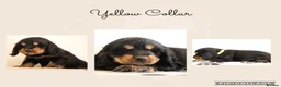 Cocker Spaniel dogs for sale: Show Cocker spaniels  in Maidstone - Advert 8