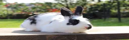 Angora rabbits for sale: Angora cross bunny sisters - Advert 1