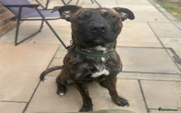 Mixed Breed dogs for sale: German Shepherd Staffy x Pure Blue Staffy - Image 2