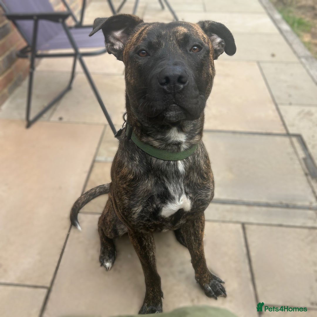 Mixed Breed dogs for sale: German Shepherd Staffy x Pure Blue Staffy - Image 2