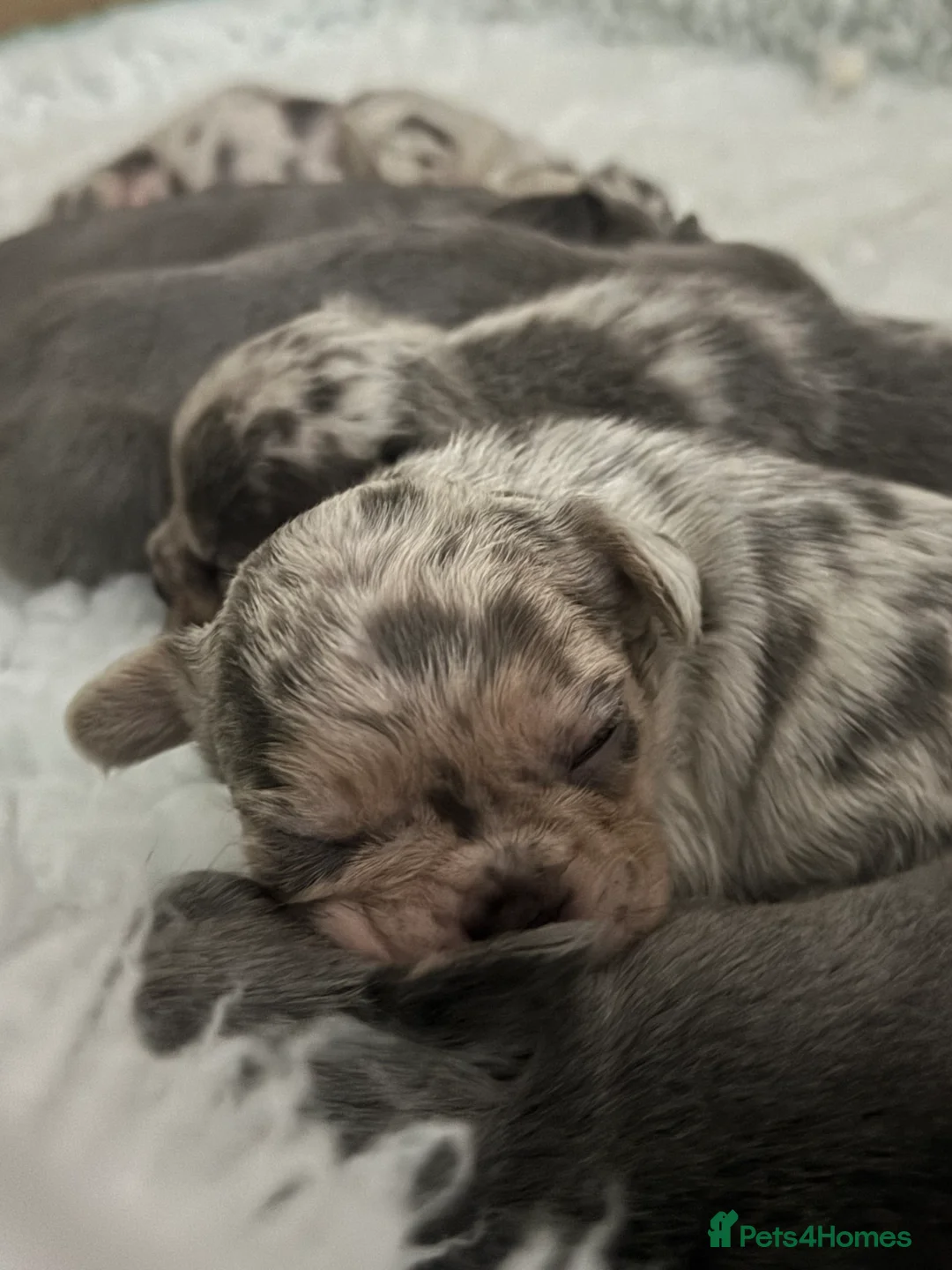 French Bulldog dogs for sale: Out standing french bulldogs merles carry fluffy - Advert 14