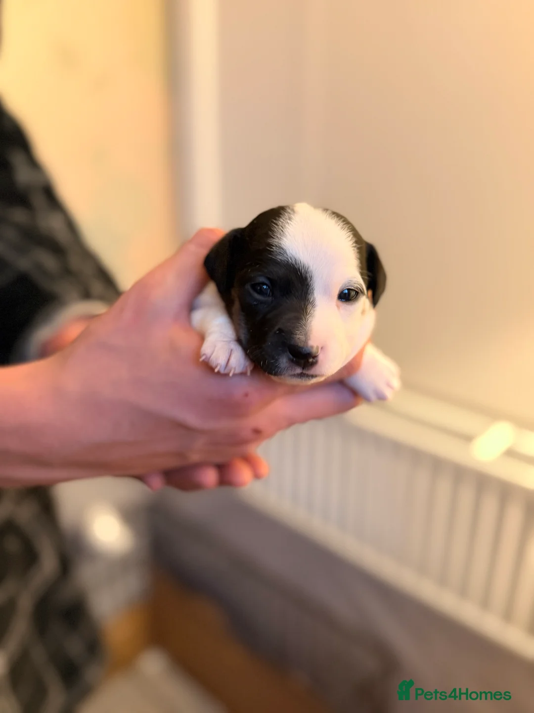 Jack Russell dogs for sale: Jack Russell Pups - Advert 10