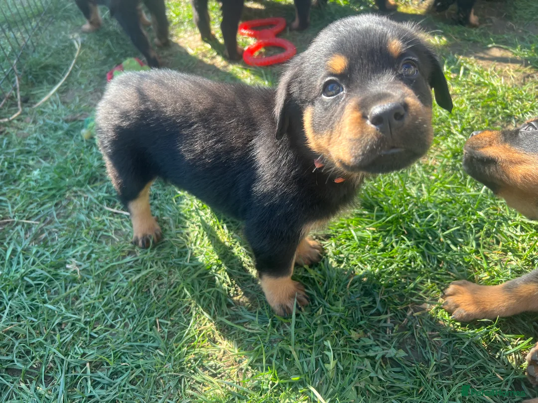 Rottweiler dogs for sale: Ready to leave Gorgeous last female Rottweiler - Advert 1