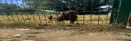Shar Pei dogs for sale: only to 5 stars home - Advert 4